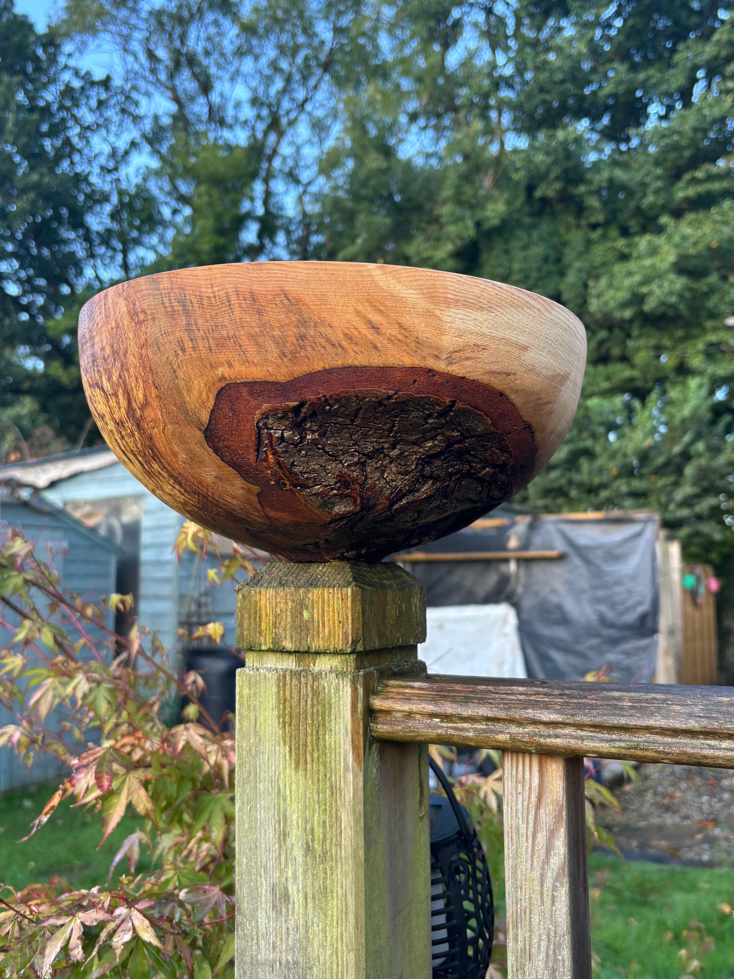 Handcrafted Ash rootball Bowl – Unique Natural Wood Grain